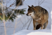 BWald_19-02-06_2093_
