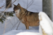 BWald_19-02-06_2115_