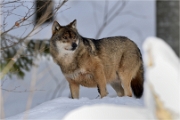 BWald_19-02-06_2128_