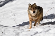 BWald_19-02-06_2140_