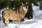 BWald_19-02-06_2203_