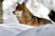 BWald_19-02-06_2271_