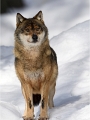 BWald_19-02-06_2307_