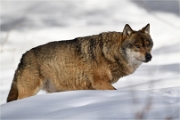 BWald_19-02-06_2328_