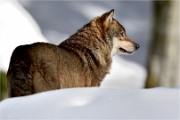 BWald_19-02-06_2342_