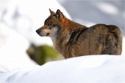 BWald_19-02-06_2354_