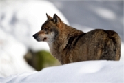 BWald_19-02-06_2355_