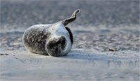 Berck D6 phoques_21-03-05_0125 