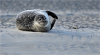 Berck D6 phoques_21-03-05_0131 