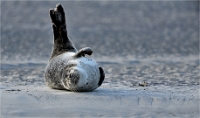 Berck D6 phoques_21-03-05_0134 