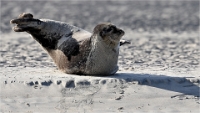 Berck D6 phoques_21-03-05_0321 