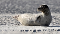 Berck D6 phoques_21-03-05_0361 