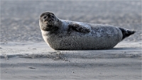 Berck D6 phoques_21-03-05_0600 