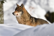 BWald_19-02-06_2272_
