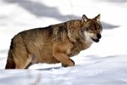 BWald_19-02-06_2331_2