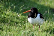 D500_Texel_18-05-26_00120_