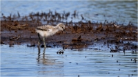 D850_Texel_18-05-27_02130_