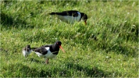 D850_Texel_18-05-28_02523_