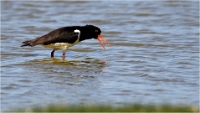 TEXEL_HOLLANDE_17-05-27_03570_