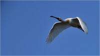 TEXEL_HOLLANDE_17-05-27_03724_