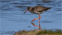 TEXEL_HOLLANDE_17-05-28_03789_