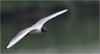 D500_Texel_18-05-30_00912_