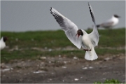 D500_Texel_18-05-30_00961__filtered