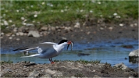 D850_Texel_18-05-27_02387_