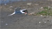 D850_Texel_18-05-27_02399_