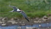 D850_Texel_18-05-27_02422_