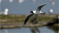 D850_Texel_18-05-28_02629_