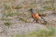 D500_Texel_18-05-31_01237_