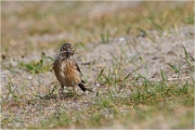 D500_Texel_18-05-31_01258_