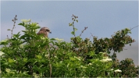 D500_Texel_18-05-31_01387_