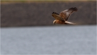 TEXEL_HOLLANDE_17-05-22_00375_