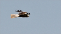 TEXEL_HOLLANDE_17-05-26_03119_