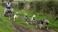 Z9 CdF Chiens de traineaux 22-11-05_005
