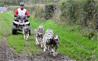Z9 CdF Chiens de traineaux 22-11-05_065