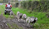 Z9 CdF Chiens de traineaux 22-11-05_069