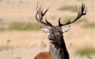 Z9 Richmond Park 23-09-18_0021