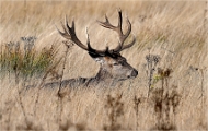 Z9 Richmond Park 23-09-18_0033