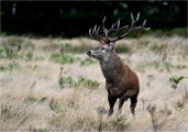 Z9 Richmond Park 23-09-20_1107