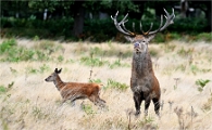 Z9 Richmond Park 23-09-20_1113