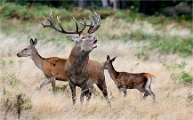 Z9 Richmond Park 23-09-20_1123