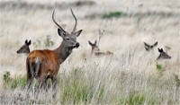 Z9 Richmond Park 23-09-20_1145