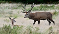Z9 Richmond Park 23-09-20_1159
