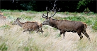 Z9 Richmond Park 23-09-20_1168