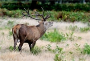 Z9 Richmond Park 23-09-20_1196