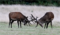 Z9 Richmond Park 23-09-21_1836