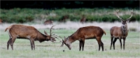 Z9 Richmond Park 23-09-21_1876